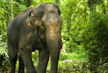 Wild elephant kills man in Kerala